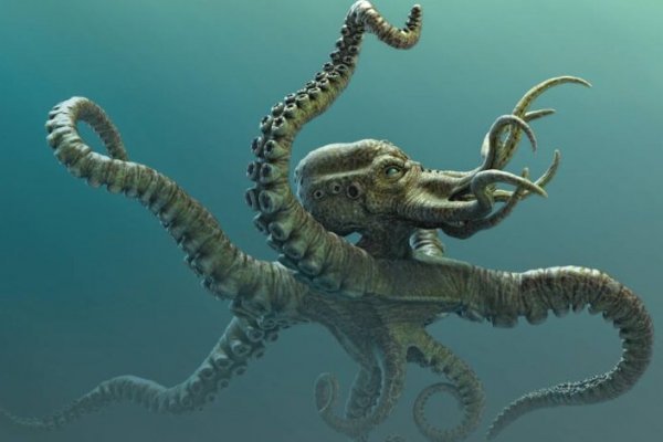 Kraken market